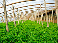 Ученые: вегетарианство и 