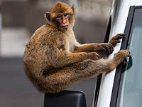 ДТП в Утар-Прадеш: обезьяна села за руль автобуса и врезалась в два других