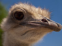 В Иерусалиме была организована