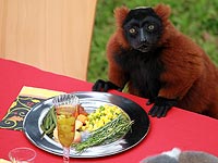 2016-й, год Огненной обезьяны: астрологи о том, как встречать и чего ждать