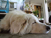 Минсельхоз смягчил правила: кусачие собаки могут помещаться под 