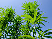 Президент Чили исключила марихуану из списка тяжелых наркотиков