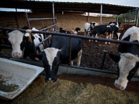 Израильские компании построят в Южном Судане одну из крупнейших молочных ферм Африки