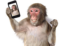 Американский суд постановил, что животные не могут обладать авторскими правами