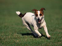 В ЮАР зафиксировано два случая, когда собаки спасали людей от нападений кобр