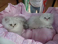 В Хайфе состоится шоу-показ породистых кошек и котят