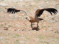 В Ливане был пойман и отпущен гриф, прилетевший из Израиля: не шпион