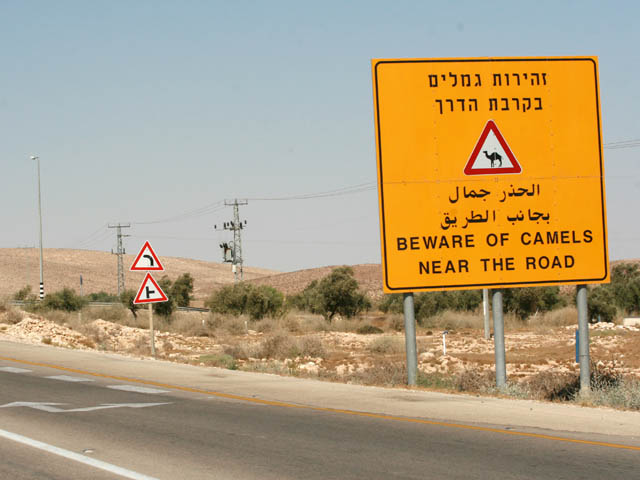 Спецназовец, застреливший верблюда, получил 4 месяца тюрьмы