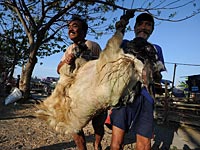 Египетская писательница, выступившая против забоя баранов, осуждена за святотатство