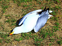 На побережье Кинерета обнаружены сотни мертвых чаек