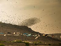Живые узоры: скворцы над свалкой Дудаим