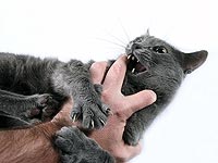 Насильник, которого обратила в бегство кошка, отправится в тюрьму  