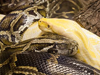 Неудачное свидание: удав Шрага съел Шулу, с которой должен был завести потомство