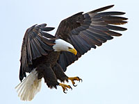 Скотланд-Ярд дрессирует  орлов для борьбы с беспилотниками