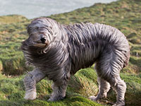 Зимний шторм