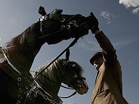 Ученые: лошади понимают человеческие эмоции
