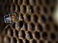 Израильтяне открыли в Непале школу пчеловодства