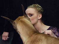 Выставка собак в Нью-Йорке: борьба за звание чемпиона