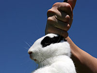 Израильтянин приговорен к 9 месяцам тюрьмы за издевательства над кроликом