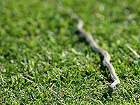 В Бразилии футбольный матч был прерван из-за ядовитой змеи