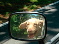 ДТП в Миннесоте: за рулем грузовика, врезавшегося в дерево, находился лабрадор