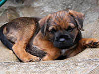 Пожарные спасли щенка, упавшего в четырехметровый колодец