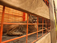 Лев из сектора Газы уехал на лечение в Туль-Карем