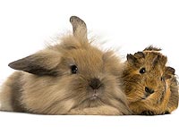 Австралиец пытался выдать кролика за морскую свинку