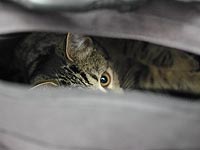 Сумка с котятами-подкидышами стала причиной эвакуации жилого дома в Биробиджане