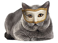 В Ришон ле-Ционе состоится праздничная выставка-шоу кошек