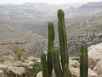 В Иудейской пустыне спасатели достали из заброшенного гнезда яйцо ястребиного орла