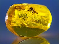 Янтарная эпидемиология: динозавров могли погубить малярийные комары и клещи