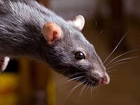 Израильские ученые разработали препарат, который устранил у мышей симптомы болезни Альцгеймера