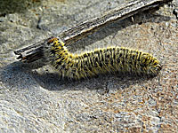 40 школьников из Иерусалима прервали поход из-за встречи с ядовитыми гусеницами