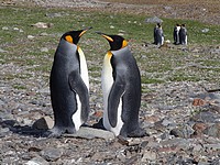 Пару пингвинов-геев выдворили из Берлинского зоопарка