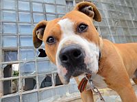 В Калифорнии собака укусила трехдневного ребенка, что стало причиной смерти младенца