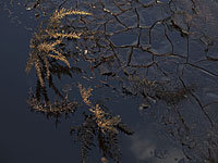 В Генуе произошла утечка нефти, экологи опасаются загрязнения моря