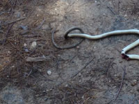 С наступлением жары в Израиле активизировались змеи: они замечены в зонах отдыха в Тель-Авиве