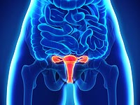 Ученые обнаружили, что размеры женского таза зависят от репродуктивной функции