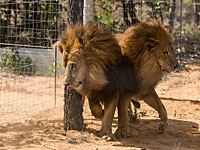 Беспрецедентный перелет: 33  цирковых льва из Перу и Колумбии