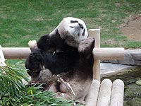 Каникулы маленьких монахов под знаком большой панды