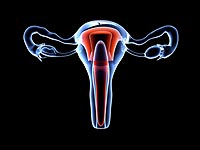 Страсти по вагине: японская художница приговорена к выплате штрафа