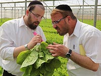 Кошерная дружина: работа машгиахов на фермах. Фоторепортаж