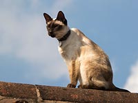 Сиамский кот (иллюстрация)