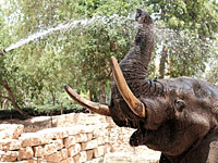 Шарав в рамат-ганском Сафари. Фоторепортаж
