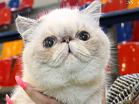 Скоро в Тель-Авиве: уникальная выставка кошек и котят популярных и редких пород