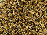 Рой пчел два дня летал за автомобилем Mitsubishi, в котором оказалась их царица