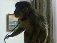 Семья Фейгиных выиграла суд. Мартышка Яша вернется домой