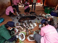 В морозильнике буддистского храма в Таиланде нашли останки 40 тигрят
