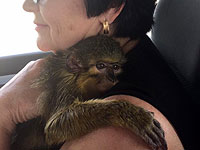 Мартышку Яшу вернули семье Фейгиных